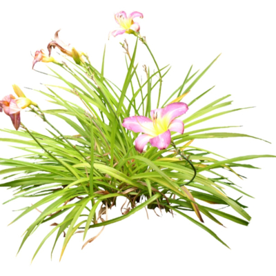 现代2d花草植物组件免费su模型(1)