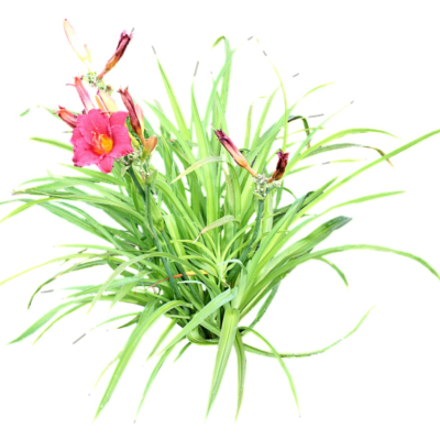 现代2d花草植物组件免费su模型(1)