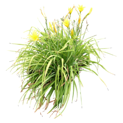 现代2d花草植物组件免费su模型(1)