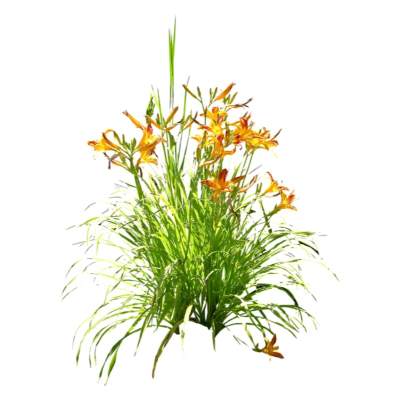 现代2d花草植物组件免费su模型(1)