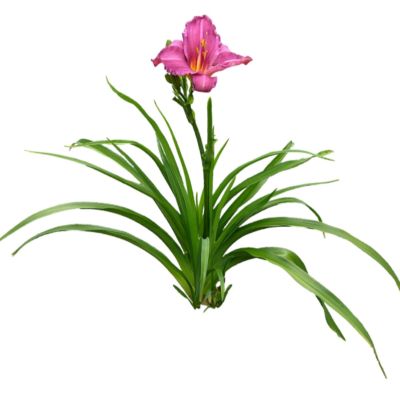 现代2d花草植物组件免费su模型(1)