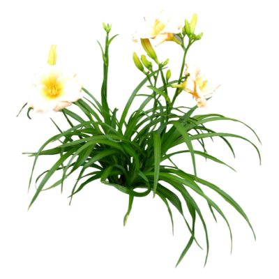 现代2d花草植物组件免费su模型(1)