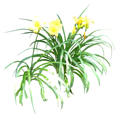 现代2d花草植物组件免费su模型(1)