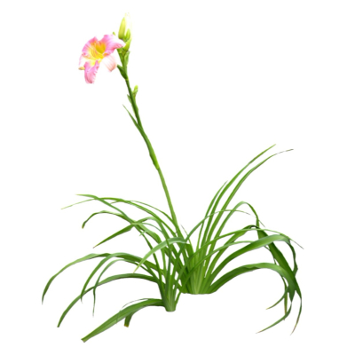 现代2d花草植物组件免费su模型(1)