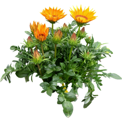 现代2d花草植物组件免费su模型(1)