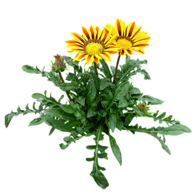 现代2d花草植物组件免费su模型(1)