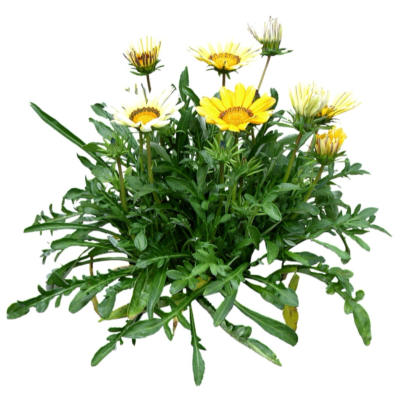 现代2d花草植物组件免费su模型(1)