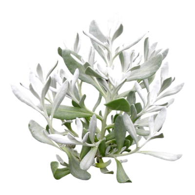 现代2d花草植物组件免费su模型(1)