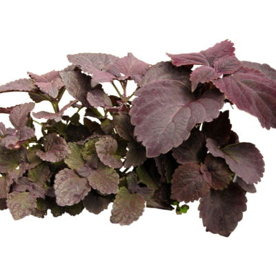 现代2d花草植物组件免费su模型(1)