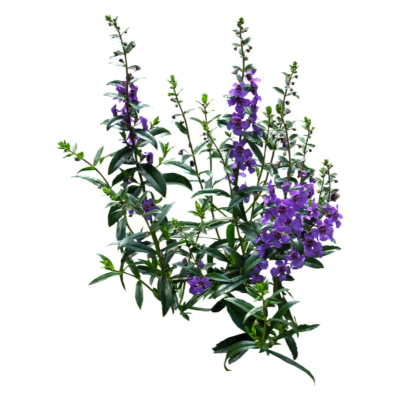 现代2d花草植物组件免费su模型(1)