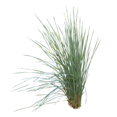 现代2d花草植物组件免费su模型(1)