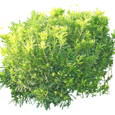 现代2d花草植物组件免费su模型(1)