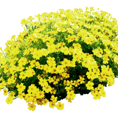 现代2d花草植物组件免费su模型(1)