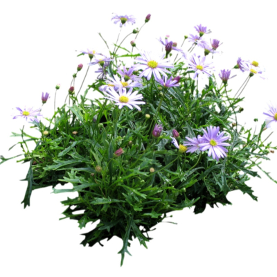 现代2d花草植物组件免费su模型(1)