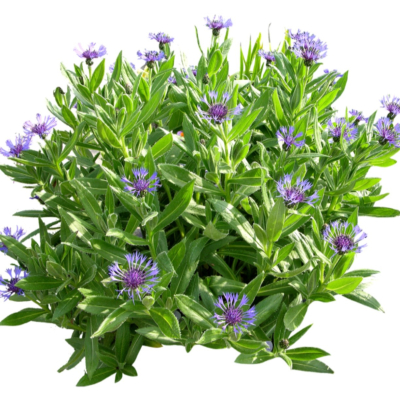 现代2d花草植物组件免费su模型(1)