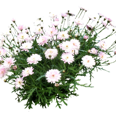 现代2d花草植物组件免费su模型(1)