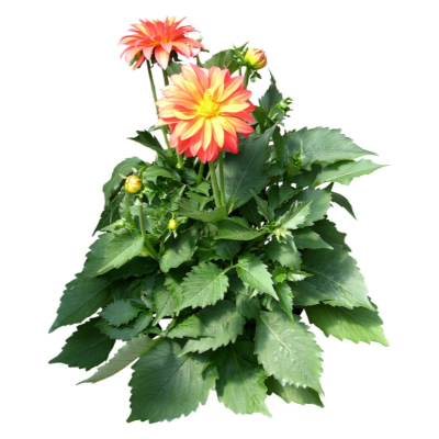 现代2d花草植物组件免费su模型(1)