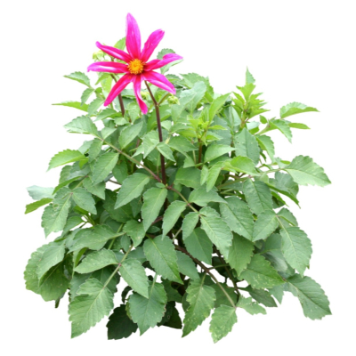 现代2d花草植物组件免费su模型(1)