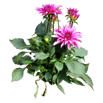 现代2d花草植物组件免费su模型(1)