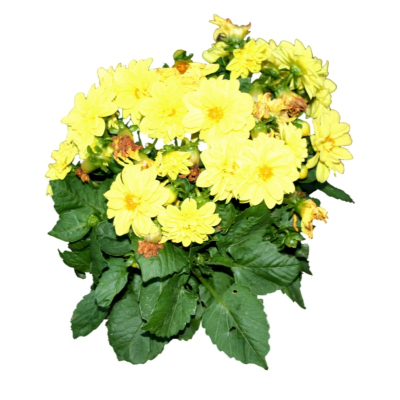 现代2d花草植物组件免费su模型(1)