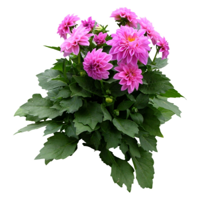 现代2d花草植物组件免费su模型(1)