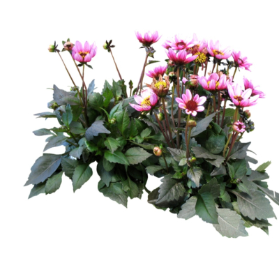 现代2d花草植物组件免费su模型(1)