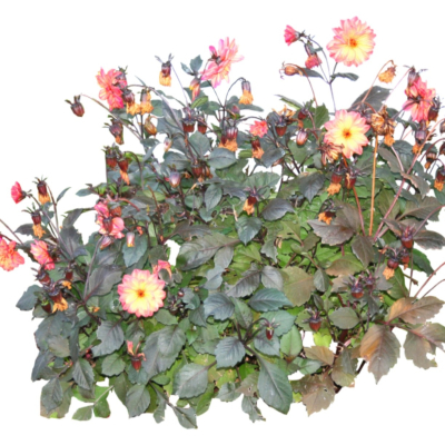 现代2d花草植物组件免费su模型(1)