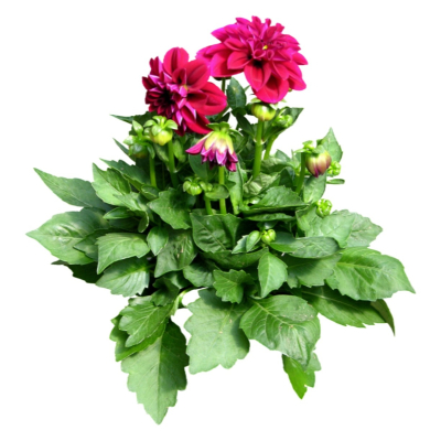 现代2d花草植物组件免费su模型(1)