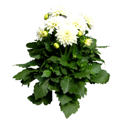 现代2d花草植物组件免费su模型(1)