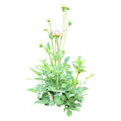 现代2d花草植物组件免费su模型(1)