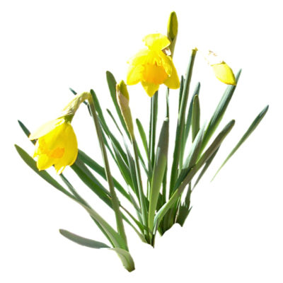 现代2d花草植物组件免费su模型(1)