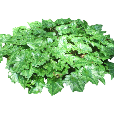 现代2d花草植物组件免费su模型(1)