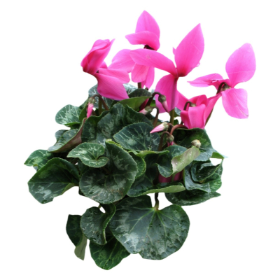 现代2d花草植物组件免费su模型(1)