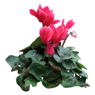 现代2d花草植物组件免费su模型(1)