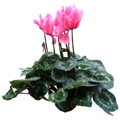 现代2d花草植物组件免费su模型(1)