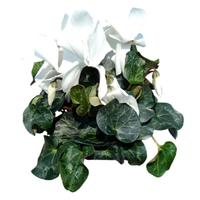 现代2d花草植物组件免费su模型(1)