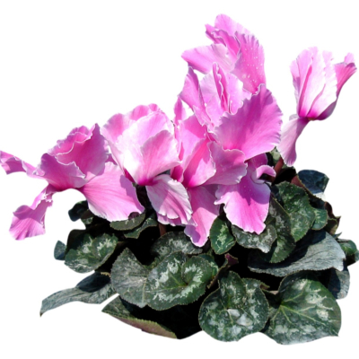现代2d花草植物组件免费su模型(1)