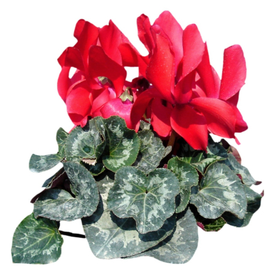 现代2d花草植物组件免费su模型(1)