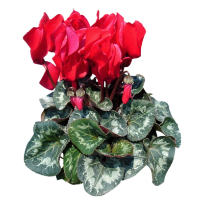 现代2d花草植物组件免费su模型(1)