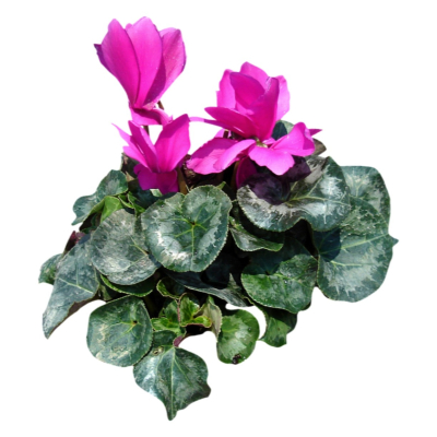 现代2d花草植物组件免费su模型(1)