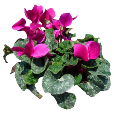 现代2d花草植物组件免费su模型(1)