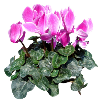 现代2d花草植物组件免费su模型(1)
