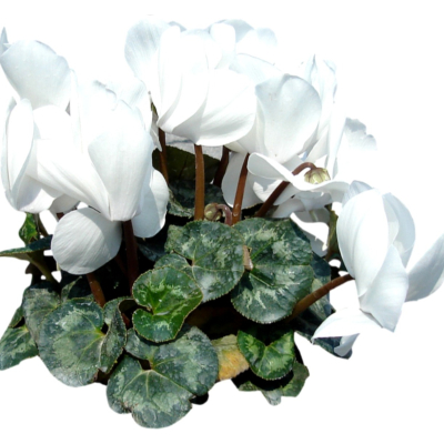 现代2d花草植物组件免费su模型(1)