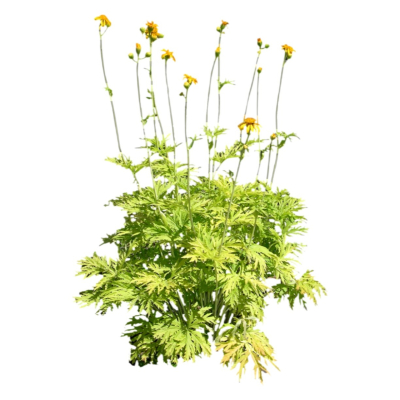 现代2d花草植物组件免费su模型(1)