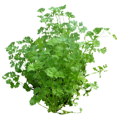 现代2d花草植物组件免费su模型(1)