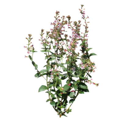 现代2d花草植物组件免费su模型(1)