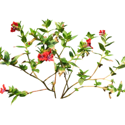现代2d花草植物组件免费su模型(1)