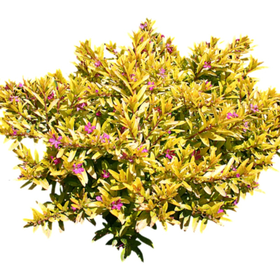 现代2d花草植物组件免费su模型(1)