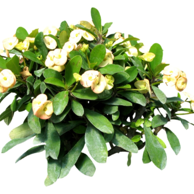 现代2d花草植物组件免费su模型(1)