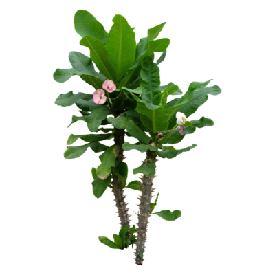 现代2d花草植物组件免费su模型(1)